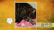 大咖笑料-20161111- 笑喷！逗比萌宠带你吊炸天