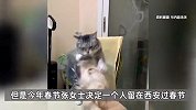 春节假期上门“喂猫遛狗”升温：宠物仓鼠也有“年夜饭”，有人10多天收入近万