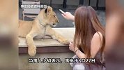女子入住泰国“撸狮”民宿遭咬伤，回国后遭老板威胁，当事人发声