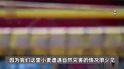 山东一村干部发通知“不买保险不能领小麦补贴”？当地镇政府回应