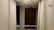 白蚁瞬间爆发！上海市民崩渍：密密麻麻、蠕蠕爬行、吊顶成蚁穴！