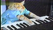 [搞笑]猫咪才是最棒的钢琴家