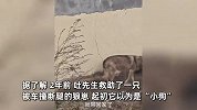 男子捡“小狗”养两年发现不对劲，特别能吃肉偶尔嚎叫，吓坏后鉴定竟是野狼