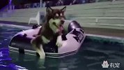 教你标准的狗刨式游泳