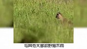 宠物冷知识：知名野猫