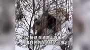 村民偶遇野生大熊猫下山闲逛，疯狂散发魅力后扭着屁股回山，官方：应该是在求偶