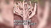 山药老祖！男子挖到巨型野生山药：动用挖掘机挖了3米多深才挖出