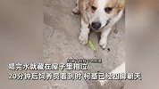 柯基为争母狗打架输了被气死，主人：养200多只狗，没见这样的