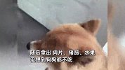 主人喂狗狗吃肉，狗狗全身拒绝满脸嫌弃，“过年过的，狗都吃不动了”