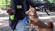 最高法-禁养的烈性犬伤人，无论受害人有无过错，犬主全责