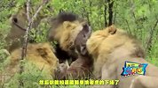 一獒战三虎，藏獒真的比老虎狮子强吗？