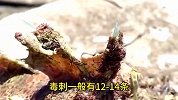 世界上最毒的鱼，还是出现在了餐桌