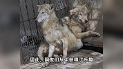 河南一动物园女饲养员走红！回应“狼见她瑟瑟发抖”：没刻意摆拍