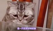 温柔至极，最适合女生养的4种猫咪