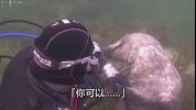 海豹拉潜水员的手 求摸肚肚