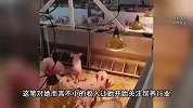 高铁乘务专业98年女大学生毕业养猪！日入上千元，高颜值引围观