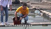 福建人开始饲养美国鱼，体型巨大非常凶险，未来市场前景可观