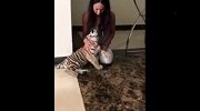 主人让新来的小“橘猫”去和原住居民猫老大打招呼，结果...