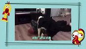 原谅我不厚道的笑出声，哈哈