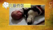 大咖笑料-20160908-  爆笑！汪喵两族大战日常