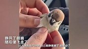 男子驾车遇小鸟“碰瓷”撞晕，返回帮做心肺复苏，6分钟后太惊喜