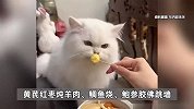 鲍参胶佛跳墙、三文鱼鳕鱼饭！宠物年夜饭价格几十到几百元，美容店爆满