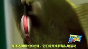 亚马逊恐怖吸血鱼，一不小心就钻入人类尿道之中！