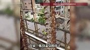 未盖完的房子钢筋里竟发出嫩芽，当事人：钢筋外没种子，不知道怎么回事