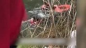 4岁儿子目睹爸爸救人溺亡，梦中惊醒哭喊找爸爸，妈妈：他变成了星星