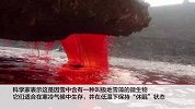 南极出现“西瓜雪”科学家：这不浪漫 还可能很危险