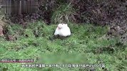 为什么超市卖鸡蛋和鸭蛋，就是不卖鹅蛋？