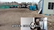 头号“倒霉蛋”？20岁男子1年遇43起“事故”被刑拘