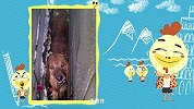 大咖笑料-20160530-越狱狗如何被猫星人活捉