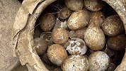 2500多年墓葬里挖出春秋时期鸡蛋 大部分完好无损