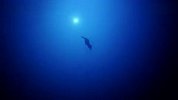 新西兰潜水高手潜101米 创“最深自由潜水”世界纪录