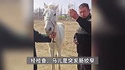 冲江救人的“英雄白马”病亡，主人难受到吃不下饭，当地计划为它兴建雕像