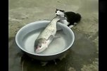 鱼：你想干嘛？猫：没什么，我就舔舔
