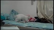 狗狗与逗猫棒的搏斗