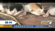 山东德州5岁狗妈产下3只猫引发轰动