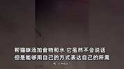 小猫怀孕爬28楼向人类求助，躺地撒娇讨食物，男子发出“返祖”惊叹