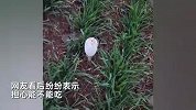 女子雨后在地里发现大量野生蘑菇，开心摘下回家炒食，网友担心了