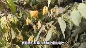 银芽柳的养殖方法和注意事项