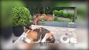 说！你是不是外面有猫了？！