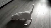 中华气死猫，又称中华别养猫、东北驴猫、谁养了谁后悔！