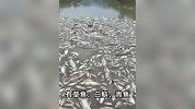 街道办强拆120亩鱼塘被判赔380万：数百人闻讯捞鱼