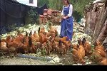 这个季节的松露，被视为一味珍肴，寻了很久就为这一碗松露鸡汤！