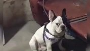 这小鸡竟然有三条腿 这是要成精了吗？