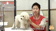 难怪毛硬长得丑，原来都是它搞的鬼！