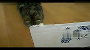 [搞笑]红遍日本的小猫Maru搞笑合集