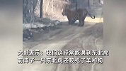 大哥路边偶遇觅食野生东北虎拦路，对人呲牙吼叫示威，全程曝光
